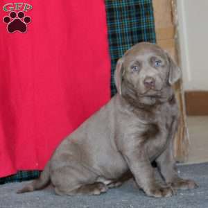 Doris, Silver Labrador Retriever Puppy