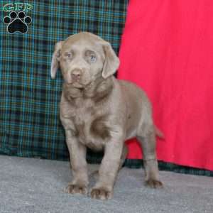 Doris, Silver Labrador Retriever Puppy