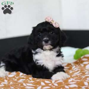 Dream, Cavapoo Puppy