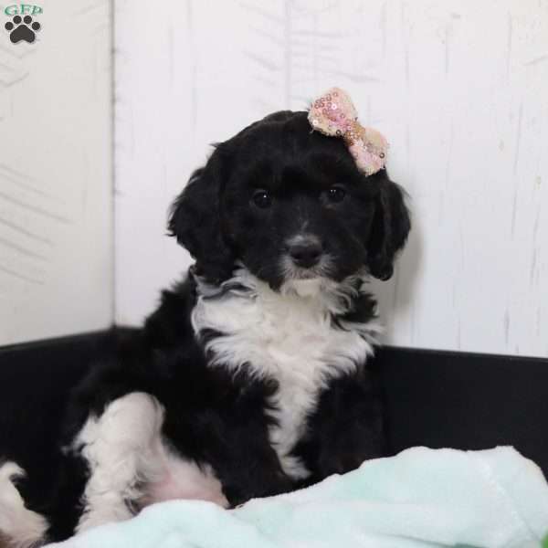 Dream, Cavapoo Puppy