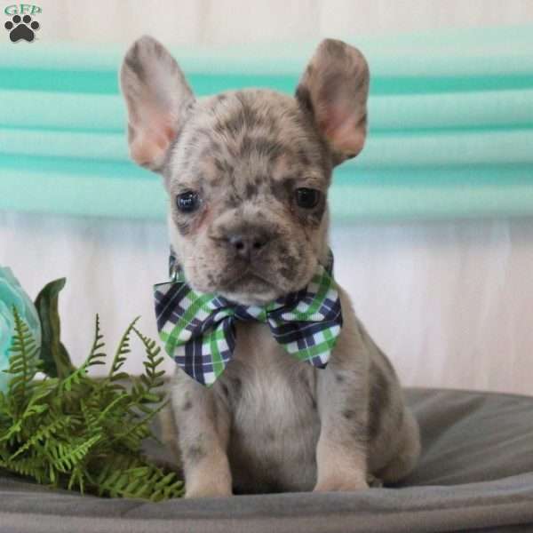 Dream Catcher, French Bulldog Puppy