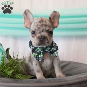 Dream Catcher, French Bulldog Puppy