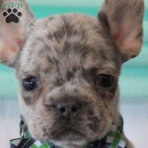 Dream Catcher, French Bulldog Puppy