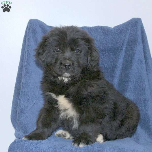 Duke, Newfoundland Puppy