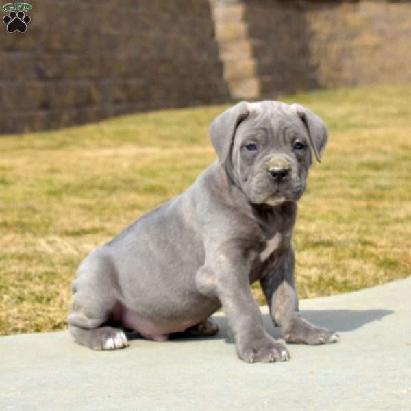 Duke, Cane Corso Puppy