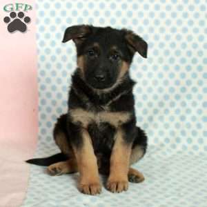 Duke, German Shepherd Puppy