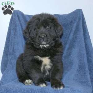 Duke, Newfoundland Puppy