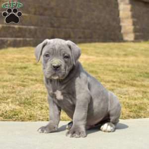 Duke, Cane Corso Puppy