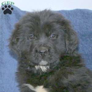 Duke, Newfoundland Puppy