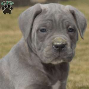 Duke, Cane Corso Puppy