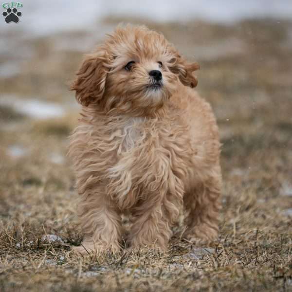 Duncan, Shih-Poo Puppy