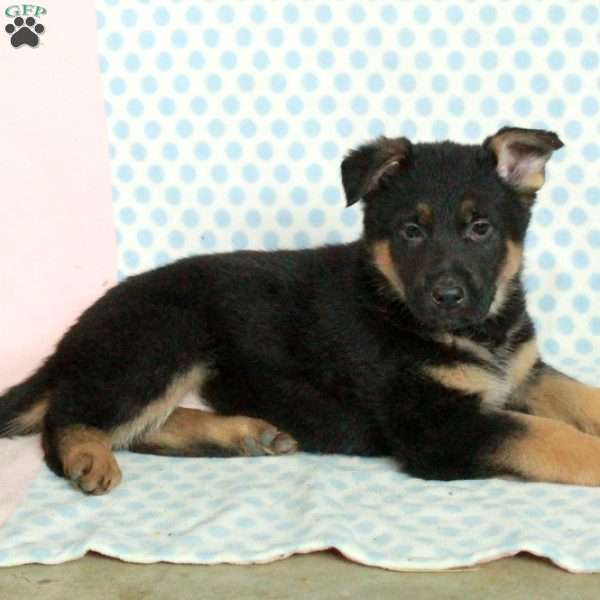 Dustin, German Shepherd Puppy