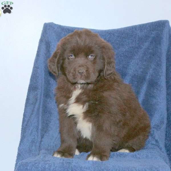 Dusty, Newfoundland Puppy