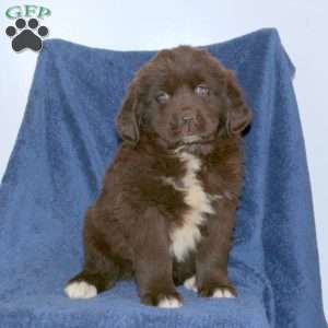 Dusty, Newfoundland Puppy