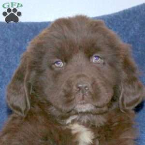 Dusty, Newfoundland Puppy