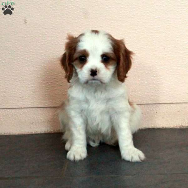 Dusty, Cavalier King Charles Spaniel Puppy