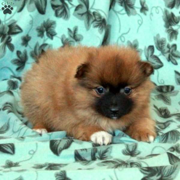 Dusty, Pomeranian Puppy
