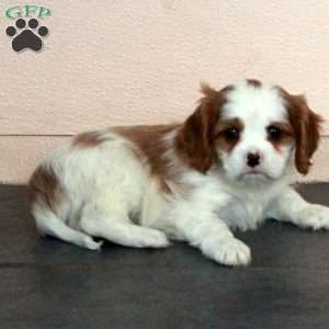 Dusty, Cavalier King Charles Spaniel Puppy