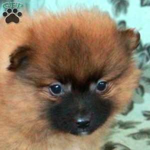 Dusty, Pomeranian Puppy