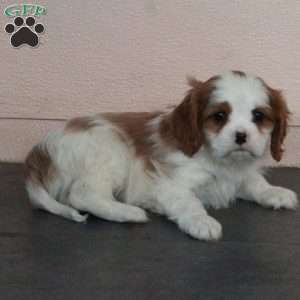 Dusty, Cavalier King Charles Spaniel Puppy