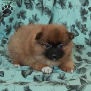 Dusty, Pomeranian Puppy