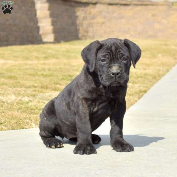 Dutchess, Cane Corso Puppy