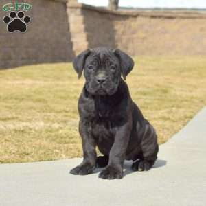 Dutchess, Cane Corso Puppy