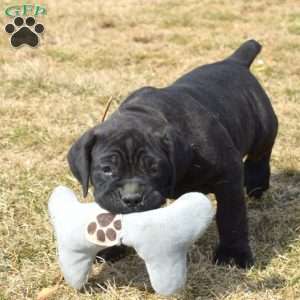 Dutchess, Cane Corso Puppy