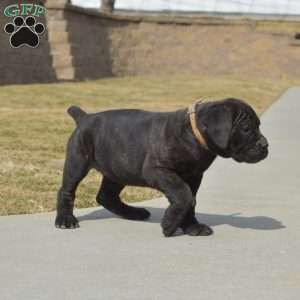 Dutchess, Cane Corso Puppy