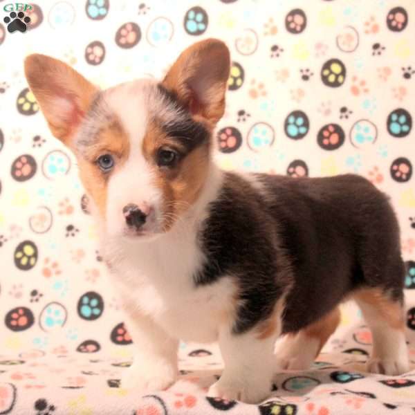 Dylan, Pembroke Welsh Corgi Puppy