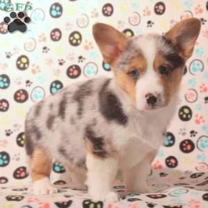 Dylan, Pembroke Welsh Corgi Puppy