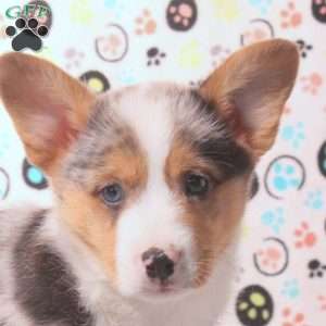 Dylan, Pembroke Welsh Corgi Puppy