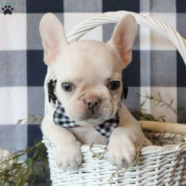 Dynamite, French Bulldog Puppy