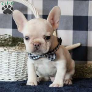 Dynamite, French Bulldog Puppy