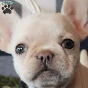 Dynamite, French Bulldog Puppy