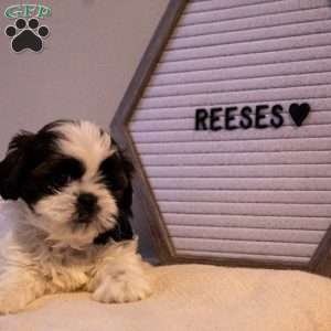 Reese’s, Shih Tzu Puppy