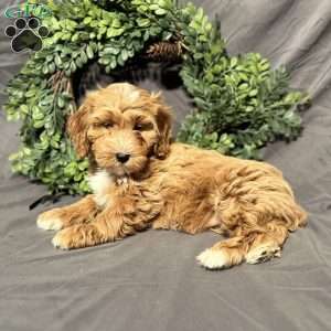 Stella, Mini Goldendoodle Puppy