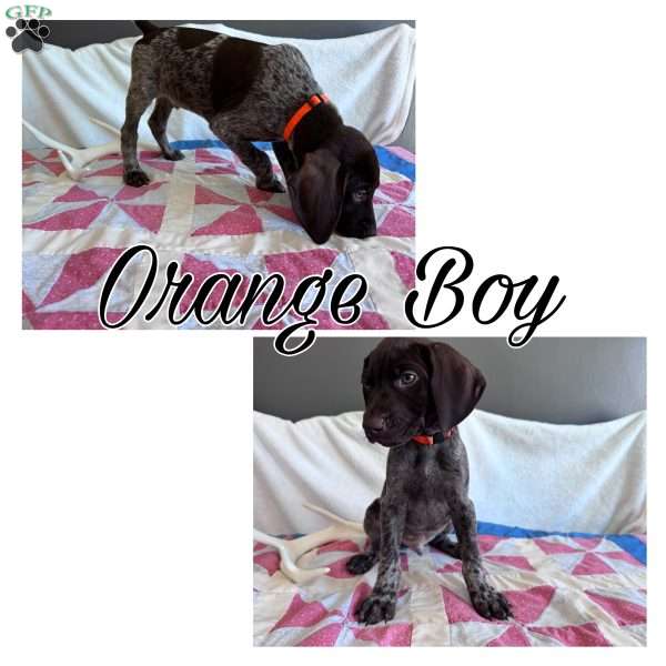 Orange, German Shorthaired Pointer Puppy