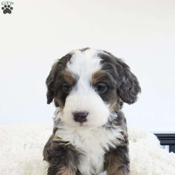 Rex, Mini Bernedoodle Puppy