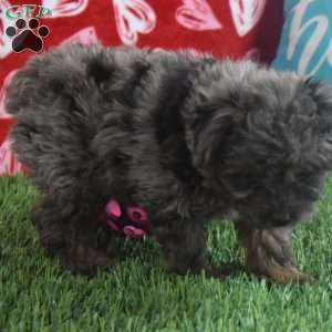 Sasha, Aussiedoodle Puppy