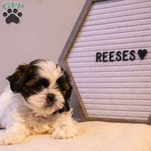 Reese’s, Shih Tzu Puppy