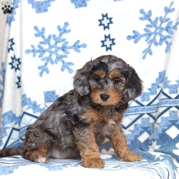 Ocean, Cavapoo Puppy