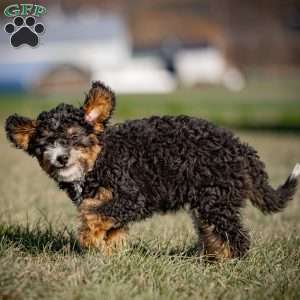 Gaby, Mini Bernedoodle Puppy