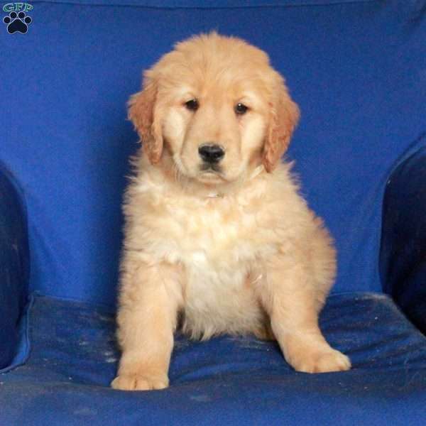 Echo, Golden Retriever Puppy