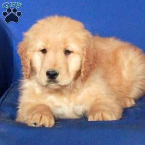 Echo, Golden Retriever Puppy