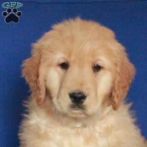 Echo, Golden Retriever Puppy