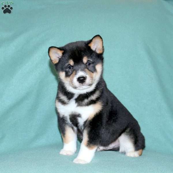 Echo, Shiba Inu Puppy