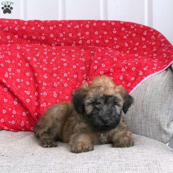 Echo, Soft Coated Wheaten Terrier Puppy