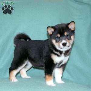 Echo, Shiba Inu Puppy