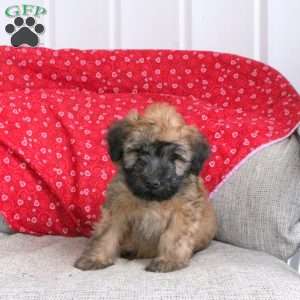 Echo, Soft Coated Wheaten Terrier Puppy